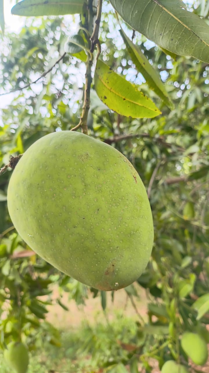 WhatsApp Image 2026 05 03 at 02.51.05 (2) – The Mango Farm, Jangaon Telangana